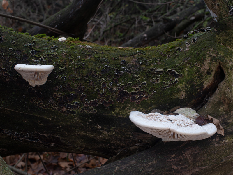 Cellulariella warnieri